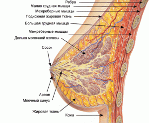 Физиологическое строение женской груди