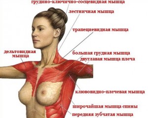строение женской груди